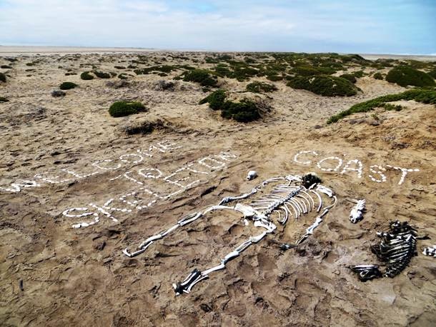 アフリカ ナミブ砂漠の死の雰囲気が漂う恐ろしく危険な海岸 骸骨海岸 スケルトン コースト Dna