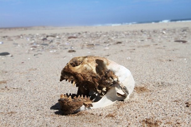 アフリカ ナミブ砂漠の死の雰囲気が漂う恐ろしく危険な海岸 骸骨海岸 スケルトン コースト Dna