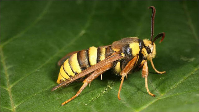 スズメバチにしか見えない完璧な擬態を手に入れた蛾 Hornet Moth Dna
