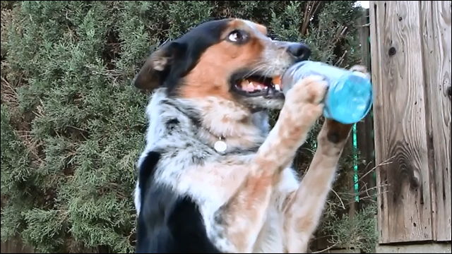 ペットボトルから直接ゴクゴクと飲むことが出来るようになった犬の動画 Dna