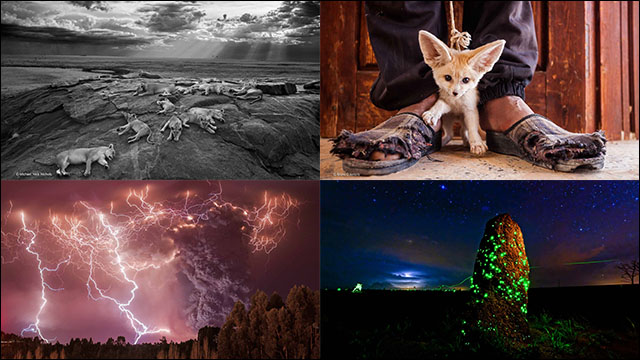 ロンドン自然史博物館が厳選する地球の大自然の写真コンテスト「Wildlife Photographer of the Year 2014」 - DNA
