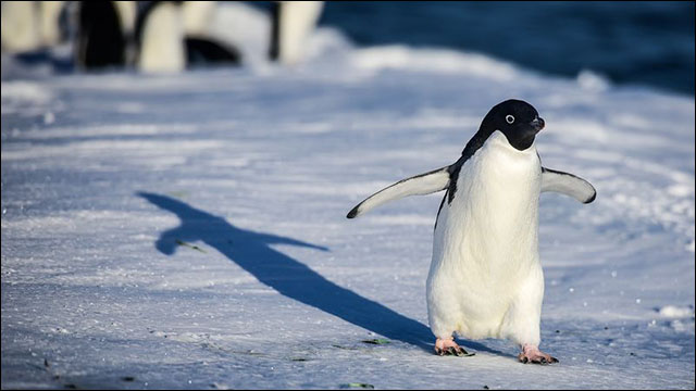 かわいいペンギンが一瞬でホラーになってしまった驚愕の写真 Dna