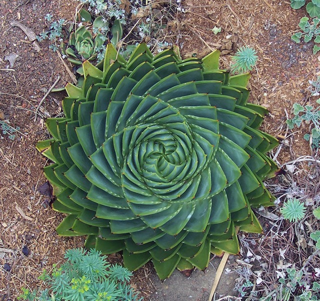 自然の美 完璧な幾何学模様を描く植物の写真いろいろ Dna