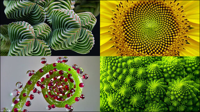 自然の美 完璧な幾何学模様を描く植物の写真いろいろ Dna