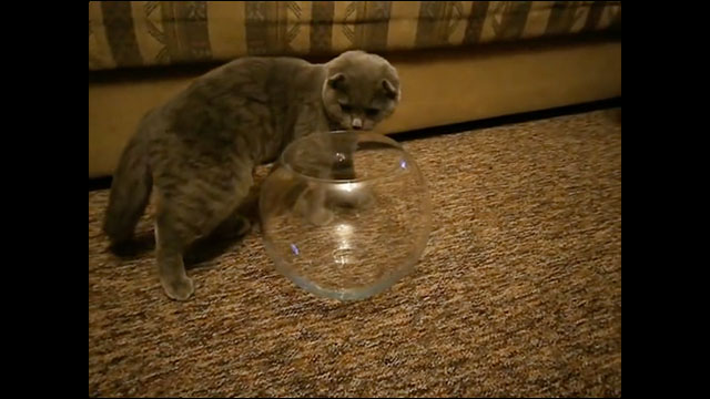 ネコにいい感じの金魚鉢を与えるとほぼこうなる という動画 Dna