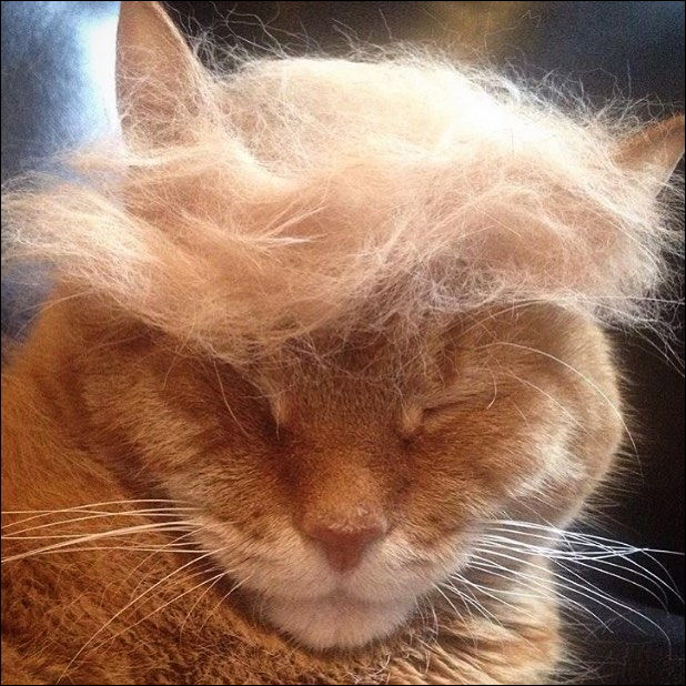 ネコの抜け毛を集めてネコの頭に乗せて大富豪ドナルド・トランプ風 