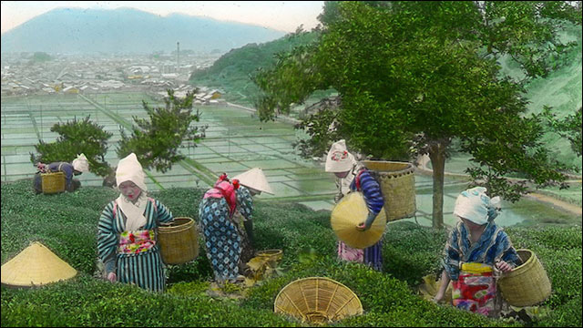 世紀初頭に日本の茶摘みの様子を撮影した貴重なカラー写真いろいろ Dna