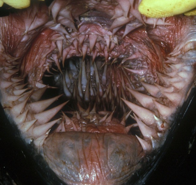 世界最大のカメの口の中は非常に恐ろしい仕組みになっている - DNA