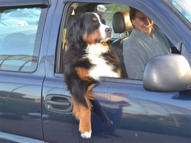 強烈な風圧を物ともせず思いっきりドライブを満喫している犬たち - DNA