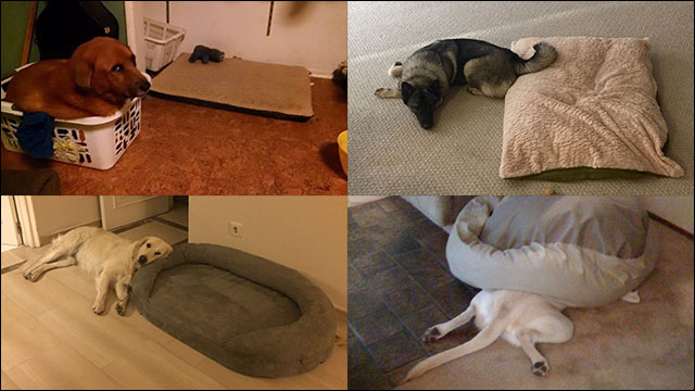 18540円 誕生日/お祝い 上昇したベッドの上げられた犬のベッドの屋外の犬のcot犬のキャンプベッドの上に適した大きく 中小犬の取り外し可能で洗える犬のベッドのペット折りたたみベッド Color : Black Size 120 80 22cm