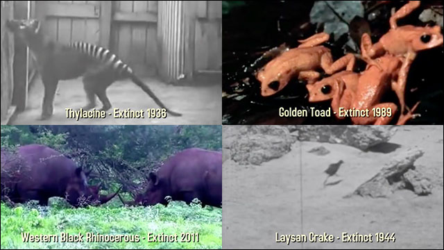 世紀以降に絶滅した動物の 動いている姿 を撮影した貴重な記録映像集 Dna