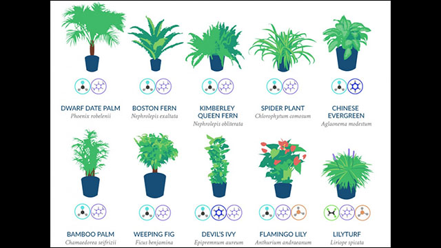 Nasaが解明した有害物質を除去し室内の空気を浄化する観葉植物18選 Dna