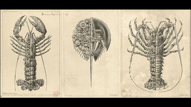 機械と生物の美しき融合 機械仕掛けの甲殻類を古い生物学風に描いたイラスト集 Mechanical Biological Dna