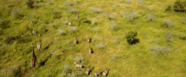まさにライオンキングの世界 南アフリカの雄大な景色や野生動物たちを空撮したドローン映像 Dna