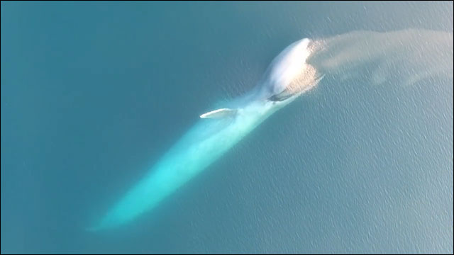 地球最大の動物シロナガスクジラ 巨大空間をまるごと飲み込む豪快な捕食の瞬間 Dna