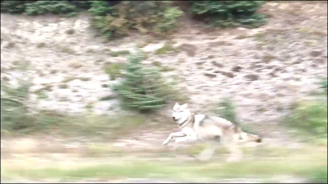 高速道路で野生のオオカミに遭遇 なぜかずっとついてくるんですけど Dna