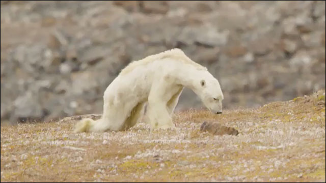 気候変動で食料が見つからず……餓死寸前までやせ衰えてしまったシロクマの悲痛な映像