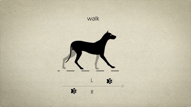 動物の歩き方 走り方を詳しく解説するアニメーション Animal Gaits For Animators Dna