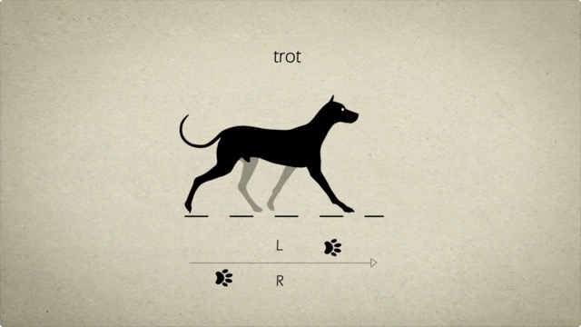 動物の歩き方 走り方を詳しく解説するアニメーション Animal Gaits For Animators Dna