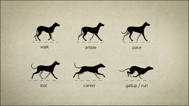 動物の歩き方 走り方を詳しく解説するアニメーション Animal Gaits For Animators Dna