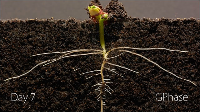 植物の驚異的な成長がよく分かる インゲン豆を植えてから25日間の成長を地中と地上同時撮影したタイムラプス映像 Dna