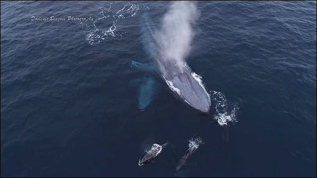 シロナガスクジラの親子と遊ぶイルカたち こっそりとドローンから空撮したほのぼの映像 Dna