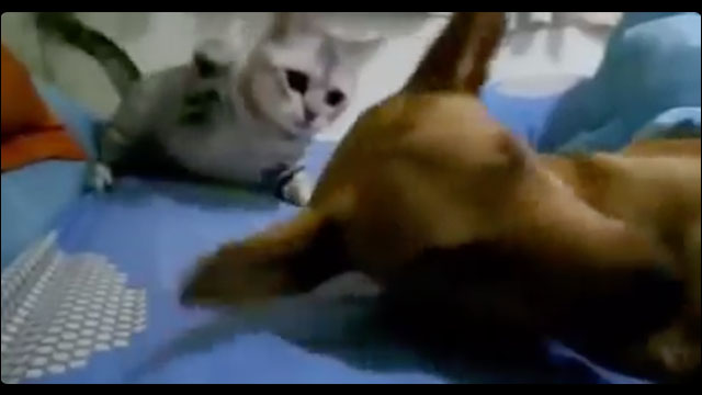 寝ながらオナラをした犬に猫が怒りのメガトンパンチを繰り出す動画 Dna