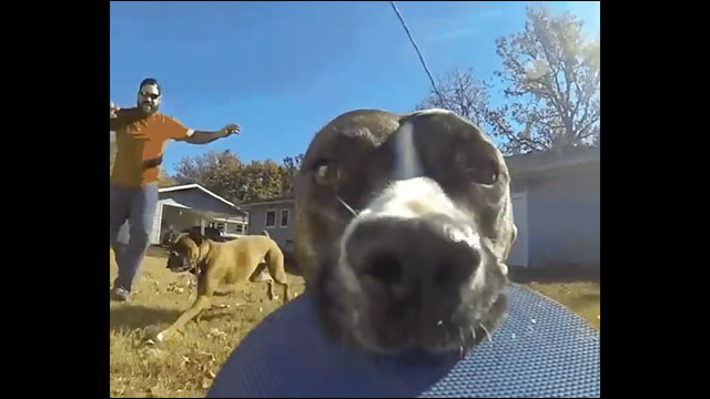 猛ダッシュで逃げる犬がくわえていたgoproカメラの動画がすごくコメディ映画っぽい Dna