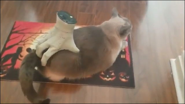 ハロウィン用ロボット ゾンビハンドでお尻をナデナデされるのが割と好きなネコがかわいい動画 Dna