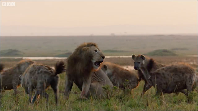 ハイエナの群れに襲われ最悪の結末を迎えそうな若い雄ライオンに起こった奇跡のドキュメンタリ映像 Dna