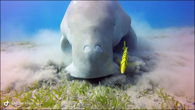 圧倒的迫力で海底の海草をモリモリ食べ進むジュゴンの食事風景 Dna