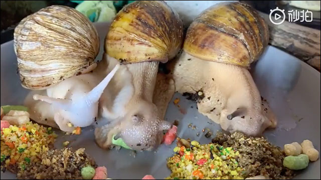 カタツムリの食事風景を倍速再生したタイムラプス動画がすごい Dna