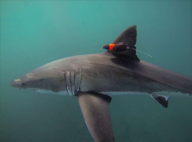 ホオジロザメの背びれにカメラを設置して狩りの様子を撮影した動画 - DNA