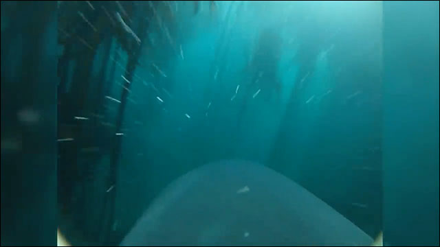 ホオジロザメの背びれにカメラを設置して狩りの様子を撮影した動画 Dna