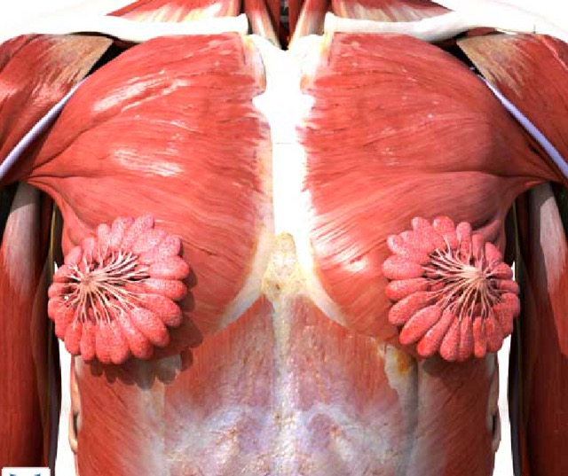 圧倒的インパクト 乳腺の仕組みがよくわかる女性の胸部解剖図が話題に Dna