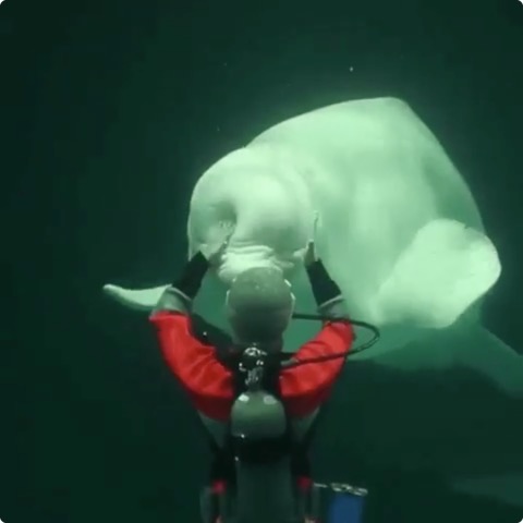 シロイルカの頭部が想像以上に柔らかいことがよくわかる動画 Dna