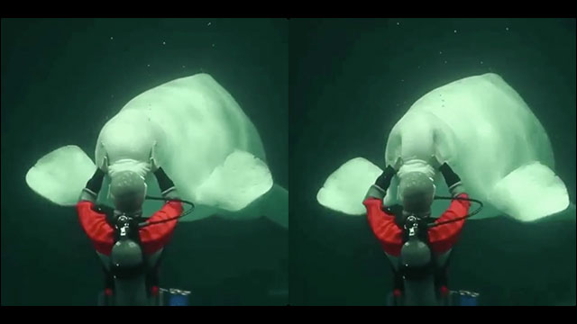 シロイルカの頭部が想像以上に柔らかいことがよくわかる動画 Dna