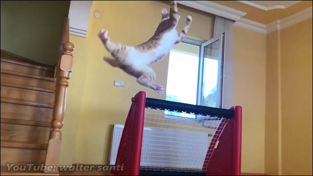 超絶身体能力が生み出すスーパージャンプでゴールを守り切るネコの動画 Dna