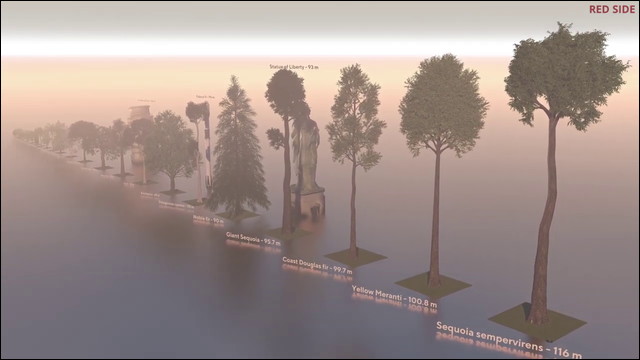 盆栽からセコイアまで 世界中のいろいろな木をずらっと一列に並べて高さを比較した動画 Dna