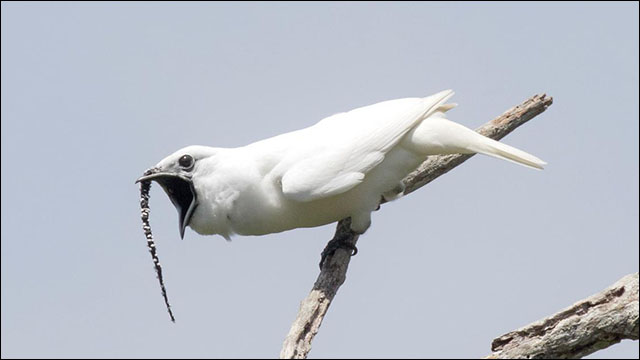 世界一鳴き声が大きい鳥 ホワイト ベルバード 飛行機のエンジン音を超える125dbを記録 Dna