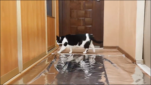 猫はアルミホイルが敷き詰めたられた廊下を渡りきることが出来るのかの実験動画 Dna
