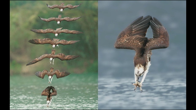 猛禽類 ミサゴ が泳ぐ魚を空から狩る瞬間を捉えた連続写真 Dna