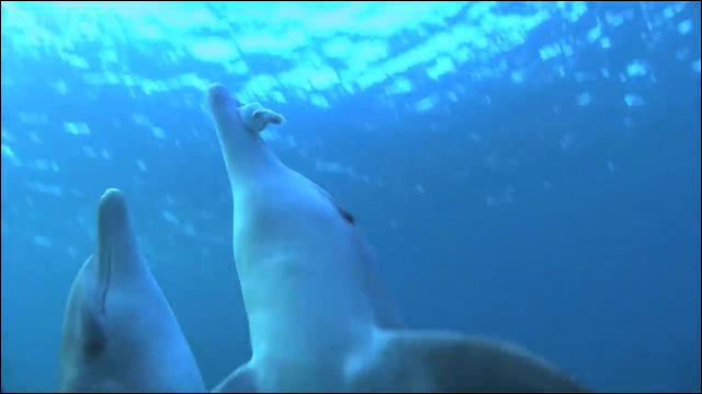 イルカの群れがフグの毒を吸ってラリって遊ぶところが初めて記録される Dna