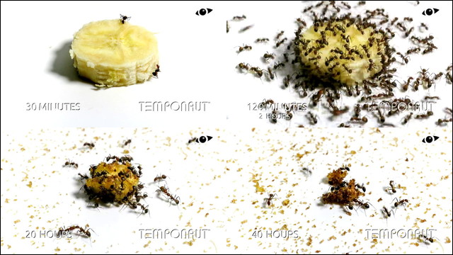 バナナを食い尽くしていくアリの大群をじっくり57時間観察したタイムラプス動画 Dna