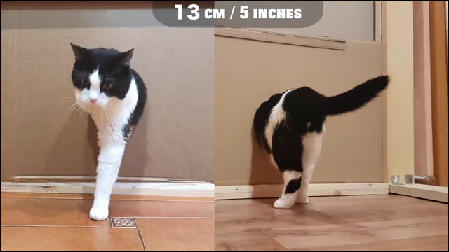 猫は直径何cmの穴まで通り抜けることができるのか を実験してみた動画 Dna