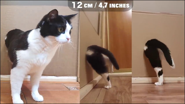 猫は直径何cmの穴まで通り抜けることができるのか を実験してみた動画 Dna