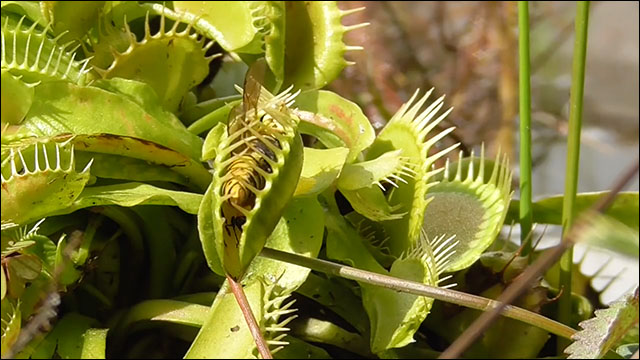 食虫植物凄い スズメバチをぱくぱくと捕食するハエトリグサのタイムラプス映像 Dna