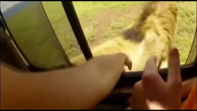 これは危険 車の窓を全開にして野生のライオンにタッチする観光客の動画 Dna