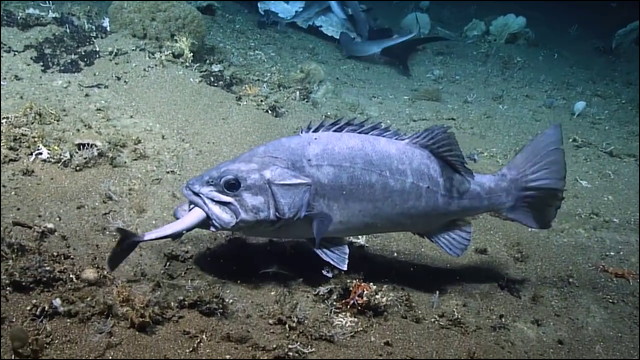 深底の死肉を貪るサメを丸呑みする巨大魚を捉えた深海動画 Dna