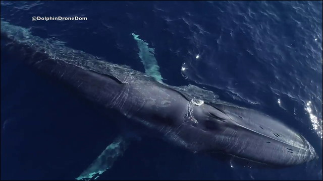 地球最大の動物シロナガスクジラが優雅に泳ぐ姿をドローン撮影した動画 Dna